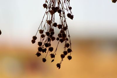 Close-up of berries growing on plant against sky