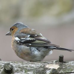 Close-up of bird perching outdoors