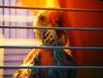 Close-up of a bird in cage