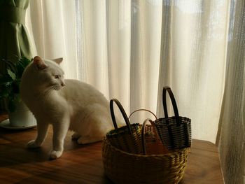 Cat looking away while sitting by curtain at home