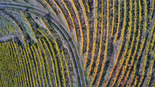 Full frame shot of peacock