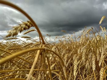 Close-up of stalks in field against cloudy sky