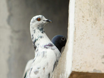 Close-up of pigeons on retaining wall