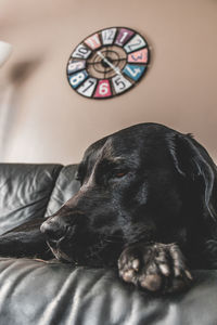 Close-up of a dog sleeping on bed