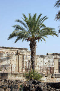 Palm trees against clear sky