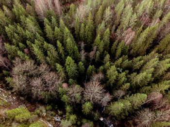 Close-up high angle view of plants