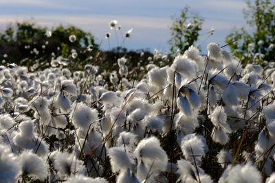 Close-up of white flowers on field