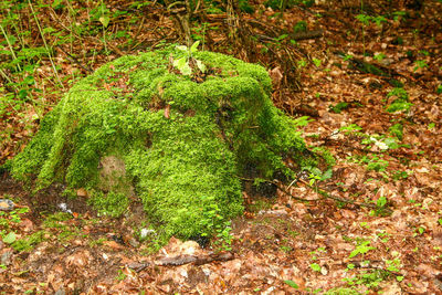 High angle view of moss growing on field