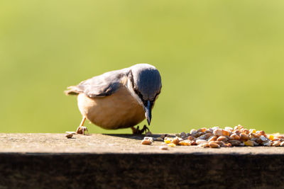 Close-up of duck eating food