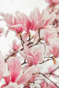 Close-up of pink cherry blossoms in spring