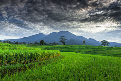 Scenic view of agricultural field against sky