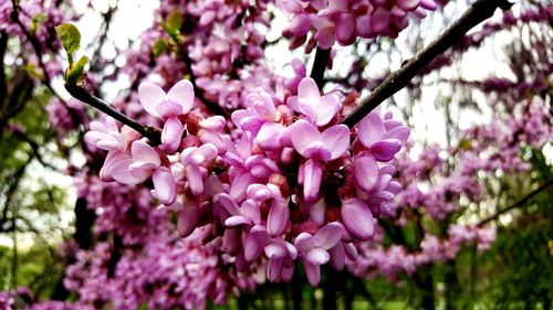 Close-up of fresh pink flowers blooming on tree