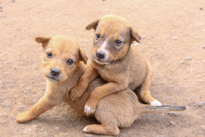 Portrait of two dogs sitting outdoors