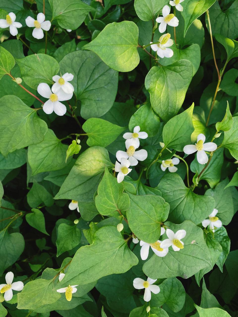 HIGH ANGLE VIEW OF WHITE FLOWERING PLANT LEAVES ON PLANTS