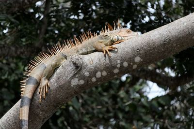 Close-up of lizard perching on tree