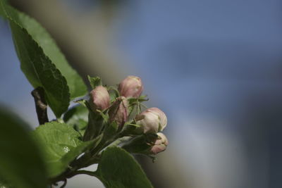 Close-up of flowering plant