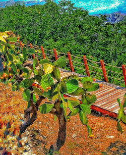 High angle view of succulent plant on field