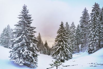 Snow covered pine trees against sky