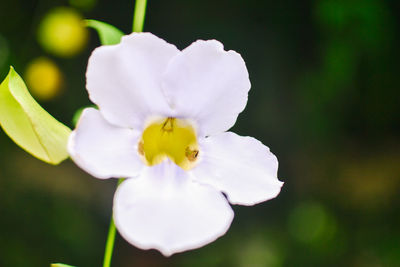 Close-up of white flower blooming outdoors