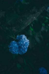 Close-up of blue hydrangea