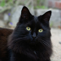 Portrait of black cat