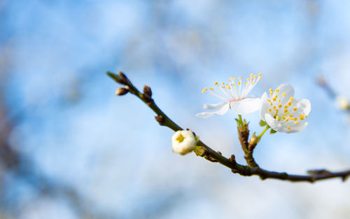 Close-up of flowers blooming on branch