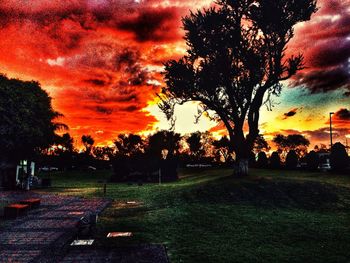 Bare trees on field at sunset