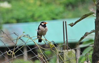 Bird perching on chainlink fence