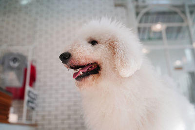 Close-up of dog