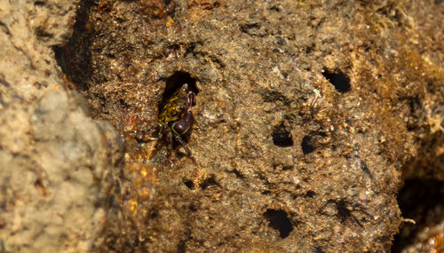 Close-up of a lizard on rock