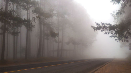 Road by trees against sky during foggy weather