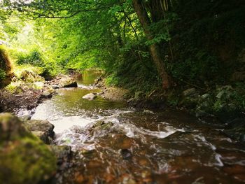 Stream flowing in forest