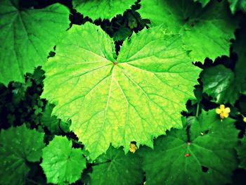 Close-up of leaves