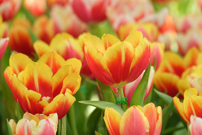 Close-up of tulips