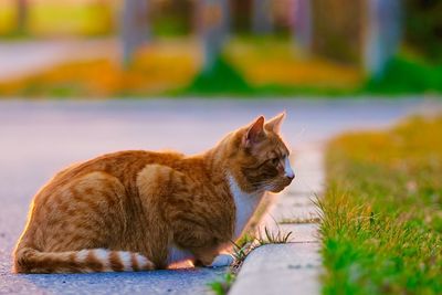 Side view of a cat looking away