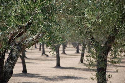 Olive trees in park