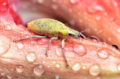 Close-up of insect on wet leaf