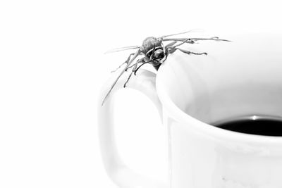 Close-up of insect on mug