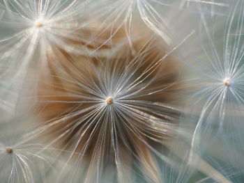 Close-up of dandelion on plant