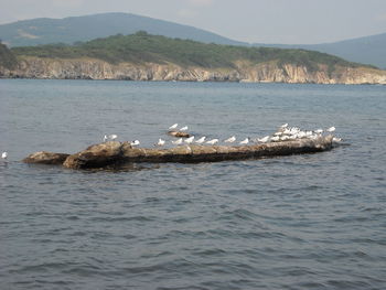 Birds in water against mountain