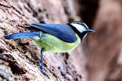 Close-up of bird perching outdoors