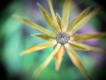 Close-up of flower