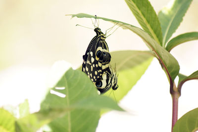 Close-up of butterfly perching on leaf