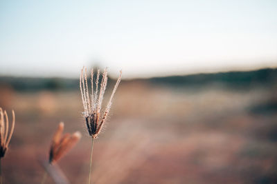 Close-up of plant on field against sky