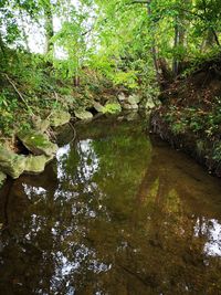 Reflection of trees in water