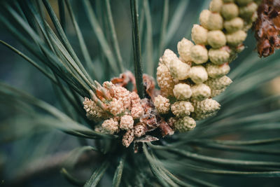 Close-up of pine tree