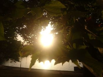 Sun shining through trees