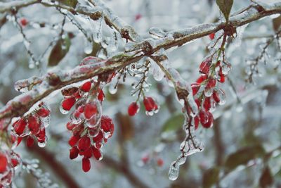 Close-up of frozen tree during winter