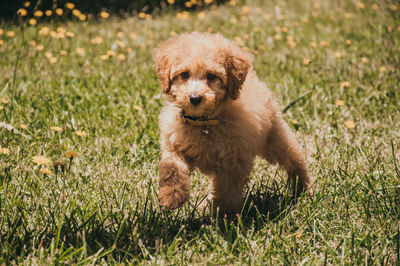 Portrait of dog running on grass