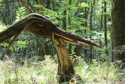 Trees in forest